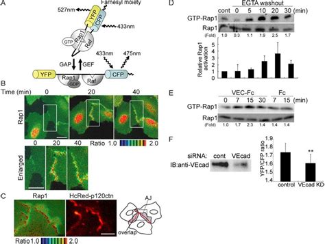 Rap1 Is Activated By Ve Cadherin Mediated Cell Adhesion Upon Cell Cell