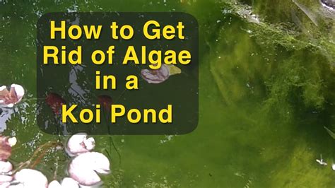 Garden Pond Algae Removal - Bios Pics