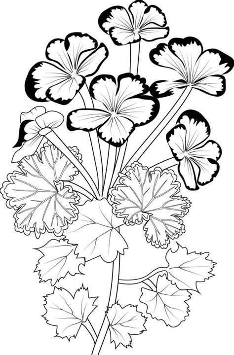 Geranium Flower Line Art Vector Illustration Hand Drawn Pencil Sketch