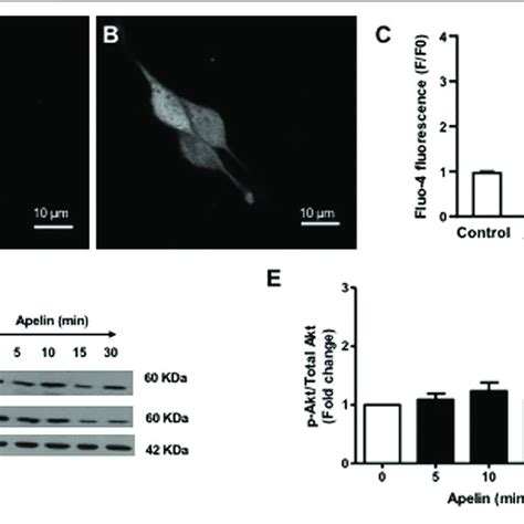 Effect Of Apelin APJ Signaling On Coronary Intracellular Ca 2 Levels