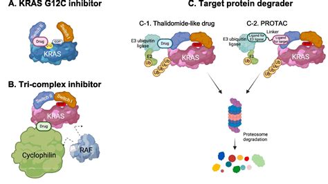 The Next Generation Kras Inhibitorswhat Comes After Sotorasib And Adagrasib Lung Cancer