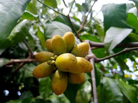 One Bunch of Melinjo Fruit (16) Stock Photo - Image of food, flower: 274938676