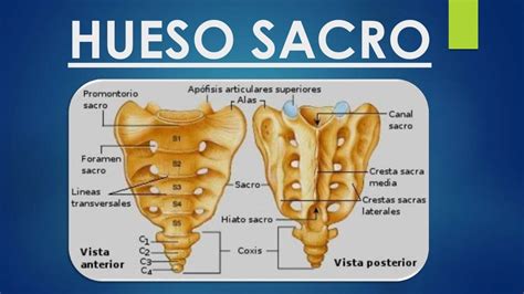 Sacro Y Coccix