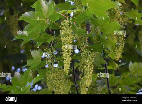 Large Sycamore Tree Acer Pseudoplatanus Banque De Photographies Et D