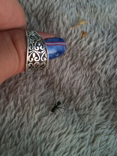 ap bio blog  animal   segmented body