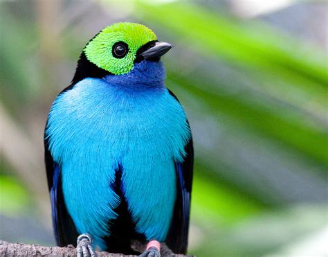 Paradise tanager - Alchetron, The Free Social Encyclopedia