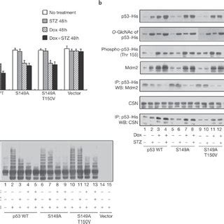 Mutation Of The P53 O GlcNAcylation Site Ser 149 Abrogates