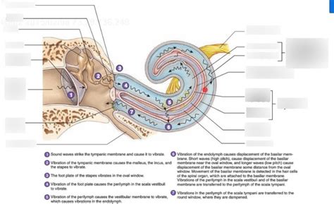 Organ Of Corti Labeling Diagram Quizlet