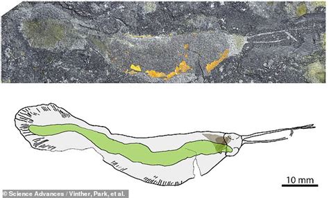 Fossils of giant 'terror beast' worms that were top of the food chain ...