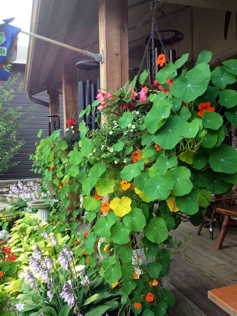 Top Notch Growing Nasturtiums In Hanging Baskets String Plant Pot Holders Red Trailing Succulent