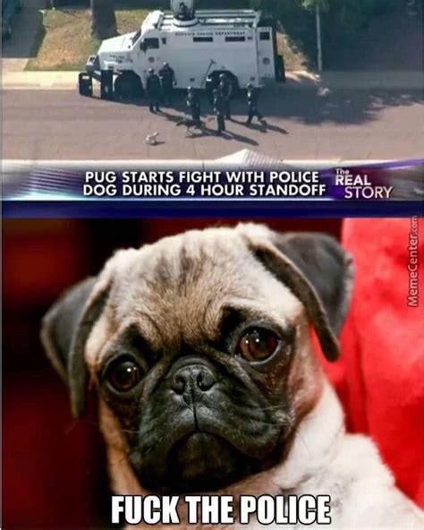 Pug life : r/memes