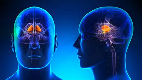 Ganglia: Anatomy, Function, and Treatment