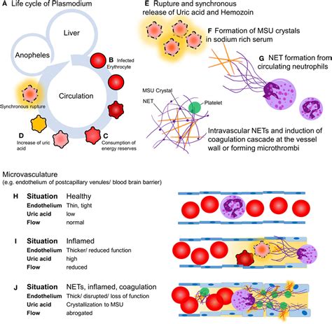 Frontiers Neutrophil Extracellular Traps Open The Pandoras Box In