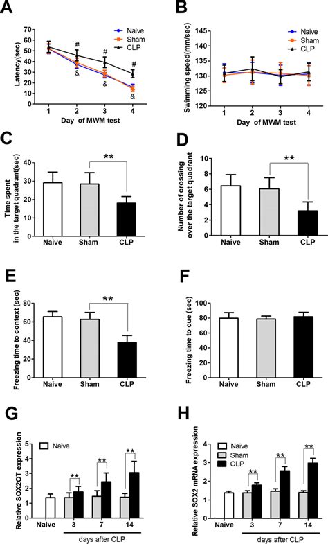 Cognitive Impairment And SOX2OT And SOX2 Upregulation In A Mouse Model