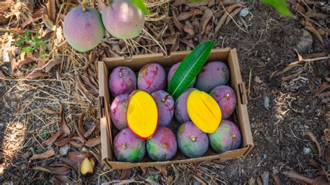 Main mango varieties cultivated in Europe | CrowdFarming Blog