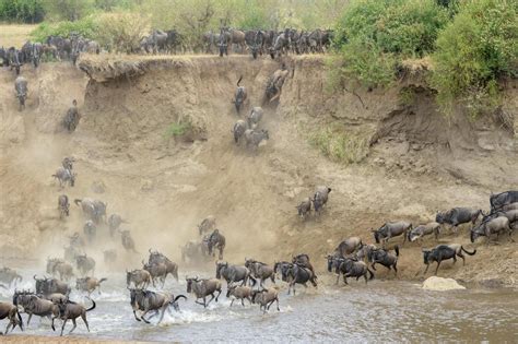 The 4 Day Serengeti Greatest Migration Safari Ndutu Calving Season