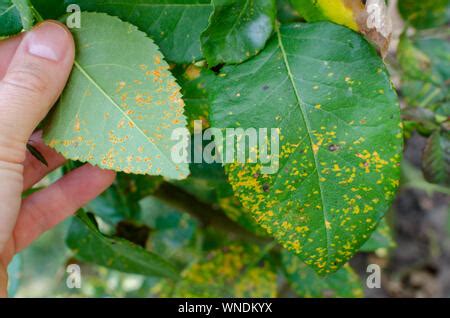 Rose rust fungus (Phragmidium mucronatum). Common plant pathogen ...