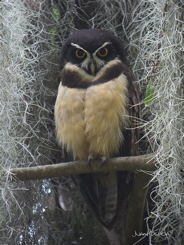 Pulsatrix Perspicillata Spectacled Owl Kowa 773 30x Wid Flickr