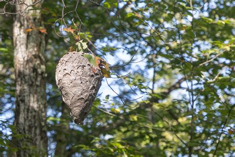 Wasp Nest In Tree