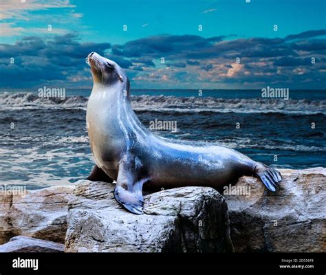 Seal Sea Lion Posing On A Rock In The Reefs Stock Photo Alamy