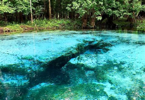 Splash Into the Springs Near Gainesville, FL