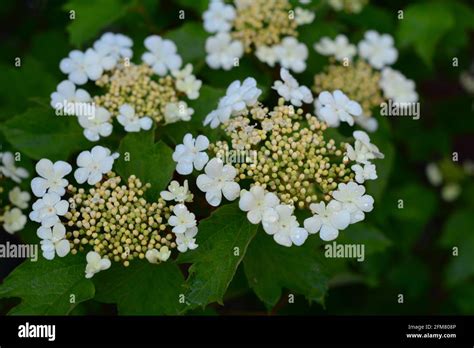 Viburnum Trilobum Or Highbush Cranberry Blooming Viburnum Trilobums