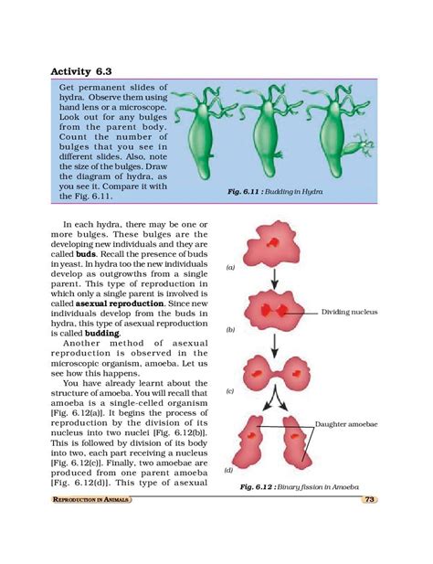 Ncert Book Class 8 Science Chapter 6 Reproduction In Animals Pdf