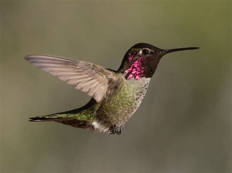 Anna S Humminbird Last Year We Nicknamed Anna S Hummingbir Flickr