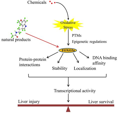 Antioxidants Free Full Text Role Of Foxo3a Transcription Factor In