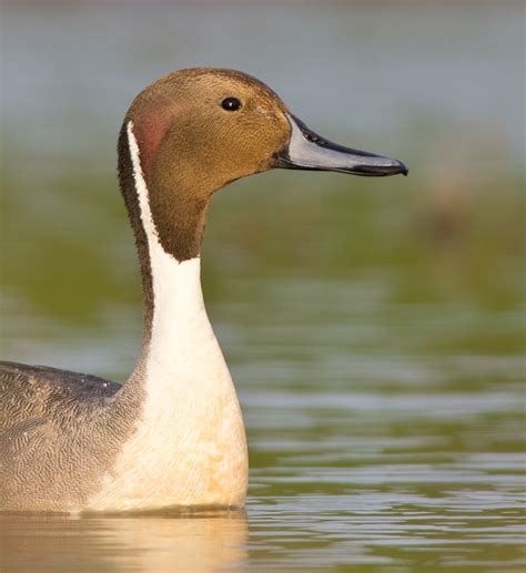 Northern Pintail | BirdForum