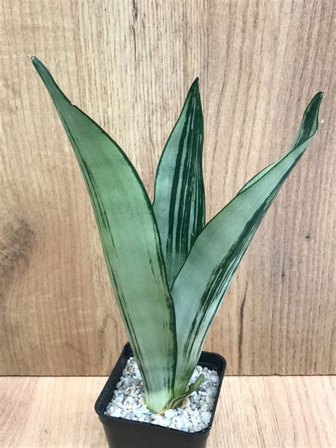 SHPR8324 Sansevieria trifasciata Brazilian Moonshine Кактус онлайн