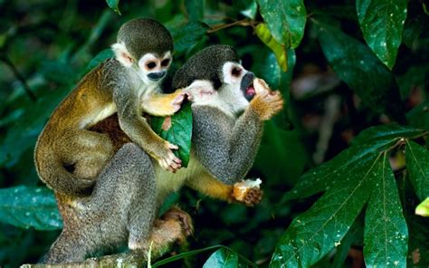 Faune Et Flore Colombie Visit