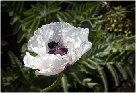 White Poppy by capto | ePHOTOzine