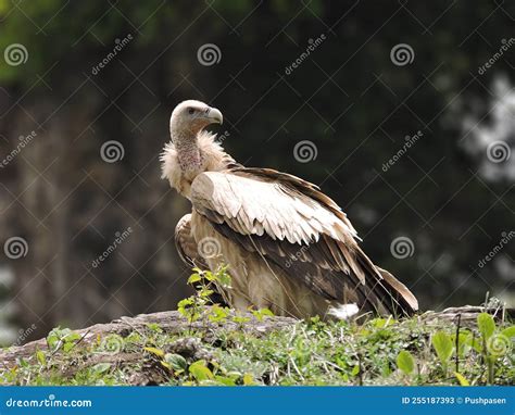 Himalayan Griffon in Natural Habitat Stock Image - Image of falcon ...