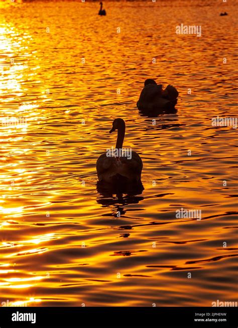 White Swans Floating In The Lake During Sunset Beautiful Golden Sun