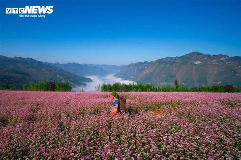 Thảo nguyên ở Hà Giang đẹp như Thụy Sĩ thu nhỏ giữa mùa hoa tam giác mạch