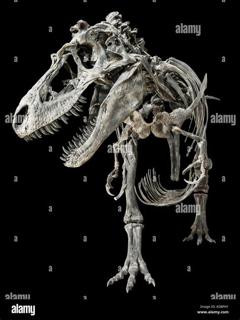 Tyrannosaurus Rex Scheletro Di Dinosauro Immagini E Fotografie Stock Ad