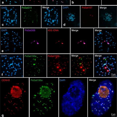 Chromosome Distribution Of Satellite DNA Families And Of CENH3 In P