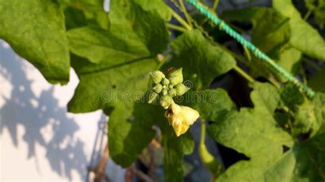 Ridge Gourd (Torai) Vine. a Popular Vegetable Used in Indian Cooking ...