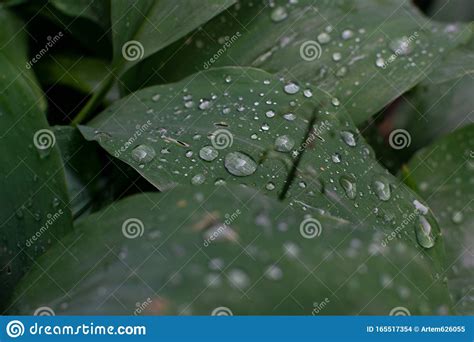 Macro De Gotas De Chuva Em Folhas Verdes Foto De Stock Imagem De