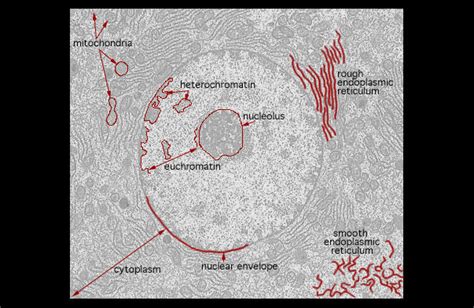 Hls Ultrastructure Of The Cell Nucleus And Cytoplasm Low Mag Labeled