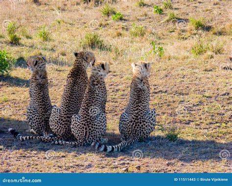 Four Cheetahs Stock Image Image Of Mammal Safari Nature 11511443