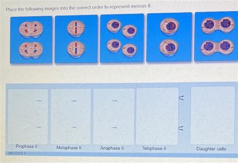 Solved Place The Following Images Into The Correct Order To Chegg