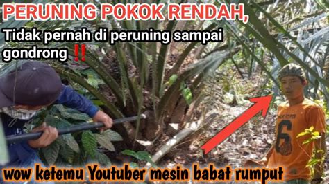 Peruning Sawit Pokok Rendah Di Dalam Belukar Semak Pakai Dodos