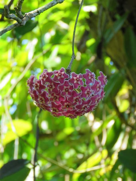 Hoya Carnosa Rosado Flor Foto Gratis En Pixabay Pixabay