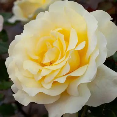 buy rose elina standard plants  shipping