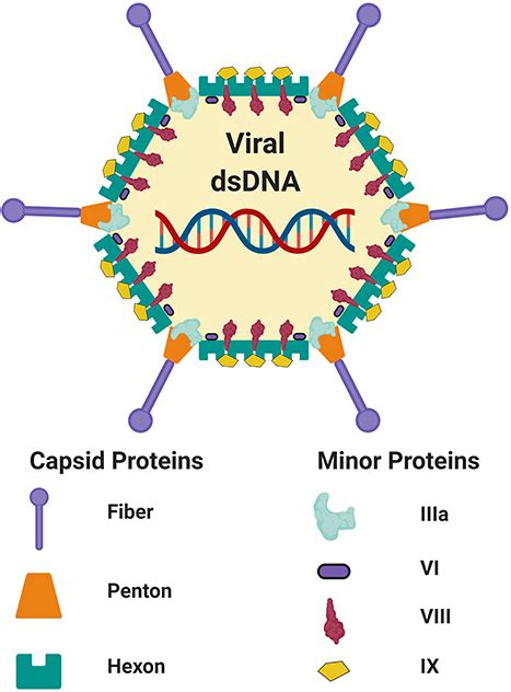 Frontiers Factors Which Contribute To The Immunogenicity Of Non