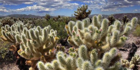 A Guide To Poisonous Cactus Species Gfl Outdoors