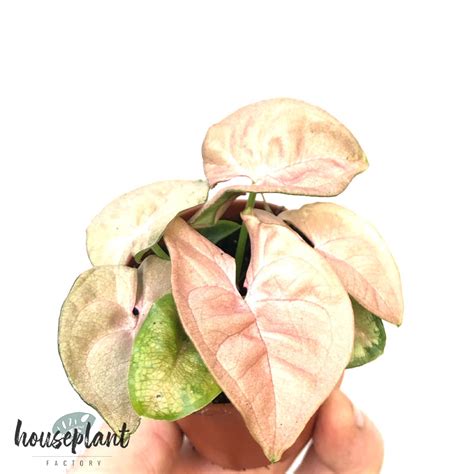 Syngonium `Red Heart` - Houseplant Factory - Besondere Zimmerpflanzen