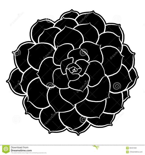 Photo About Black And White Succulent Illustration Isolated From